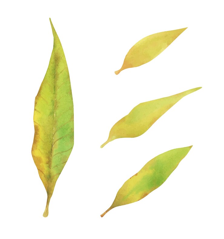 Vector establecer elementos de diseño de acuarela de hojas verdes ilustración botánica