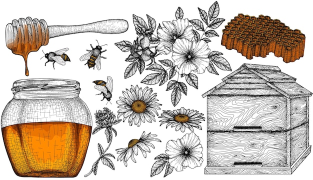 Establecer elementos lineales gráficos de miel saludable tarro de miel cucharón de miel flores de manzanilla