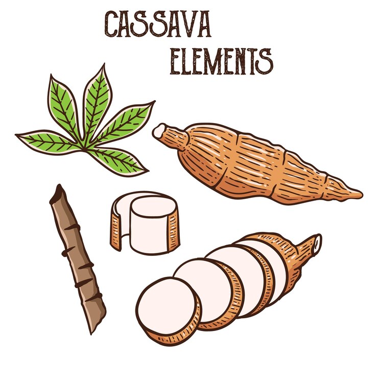 Vector establecer elementos de yuca ilustración de dibujos animados