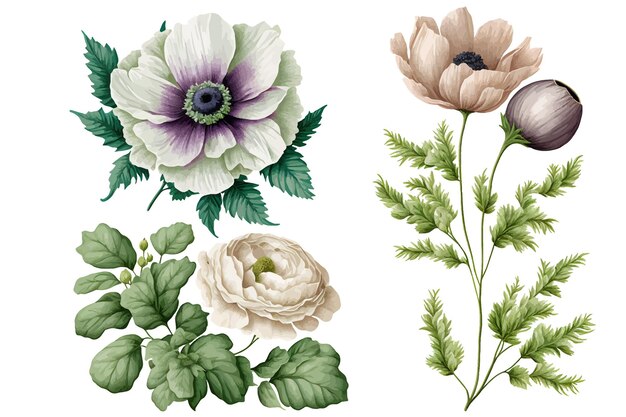 Establecer flores de color rosa acuarela, rosas de jardín, peonías. hojas de colección. ilustración botánica