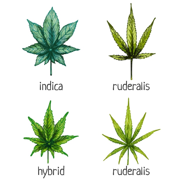 Establecer hojas diferentes de marihuana. Híbrido, índica, ruderalis, sativa. Ilustración de eclosión de la vendimia del color del vector aislada en un fondo blanco. Para etiqueta, cartel, web con tienda de cannabis.