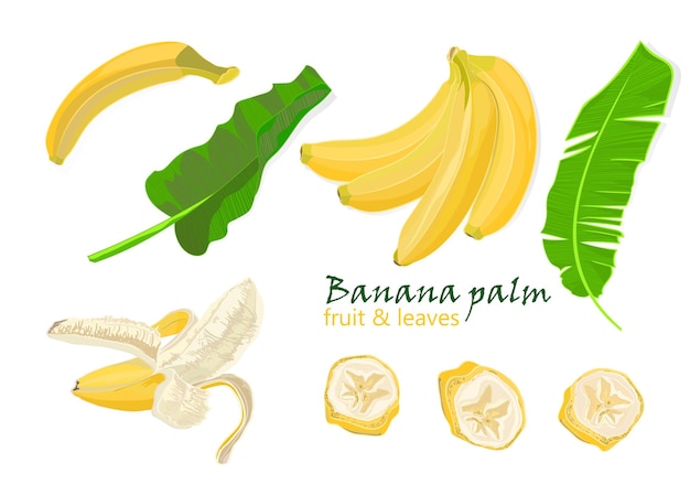 Establecer hojas de plátano de palma tropical Dibujo realista de frutas peladas y en rodajas individuales en estilo de color plano aislado sobre fondo blanco