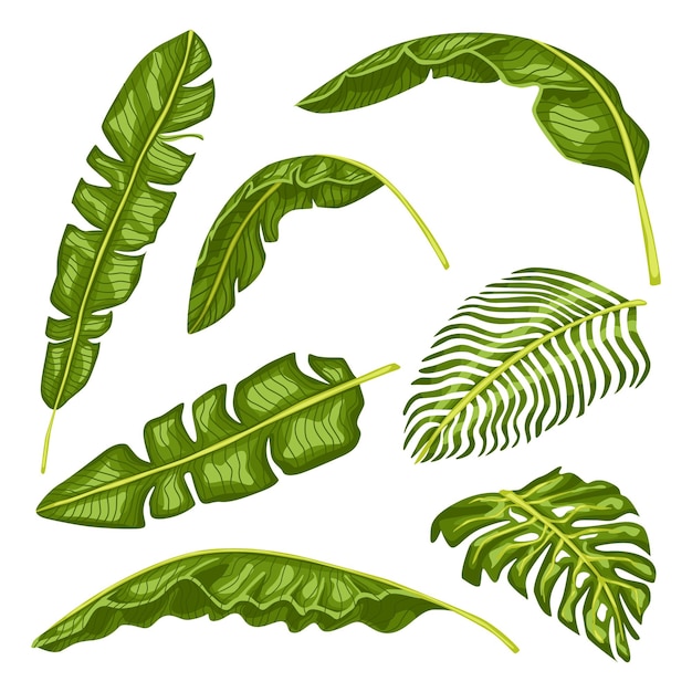 Establecer hojas tropicales aisladas sobre fondo blanco. Hojas exóticas realistas.