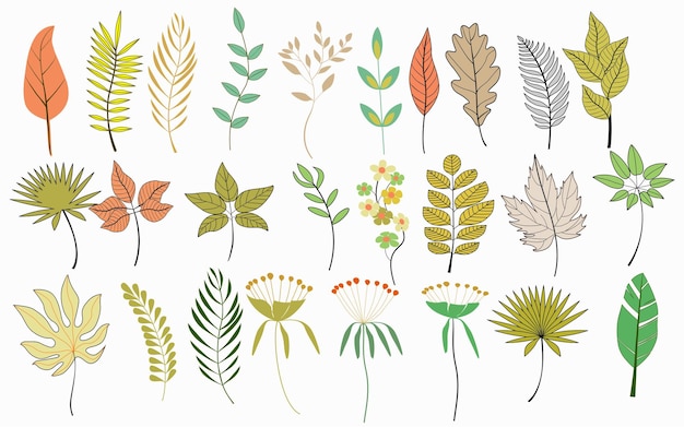 Establecer hojas tropicales ilustraciones planas dibujadas a mano. Colección de imágenes prediseñadas de bocetos de plantas exóticas