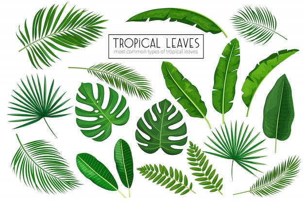 Establecer hojas tropicales