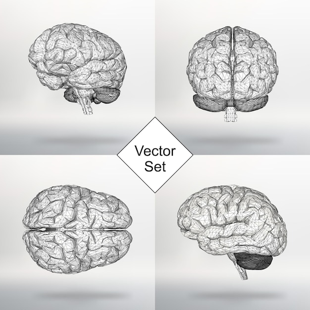 Establecer ilustración vectorial cerebro humano. la cuadrícula estructural de polígonos. fondo de vector abstracto concepto creativo. rejilla molecular. folleto y membrete de estilo de diseño poligonal.