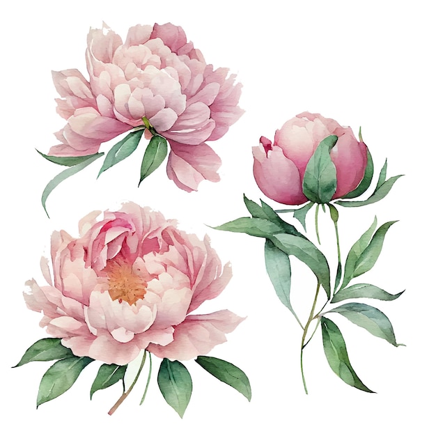 Establecer ilustración vectorial de peonías de flores de primavera en un aislado de fondo blanco
