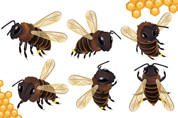 Establecer miel de abeja desde diferentes ángulos sobre fondo blanco icono de abeja con panal vector