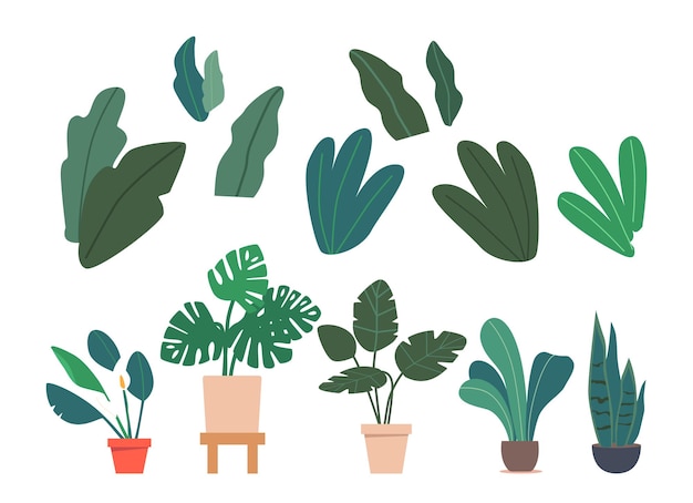 Establecer palmeras en macetas y plantas de interior Monstera Ficus Spatifillum plantas exóticas en macetas ilustración vectorial