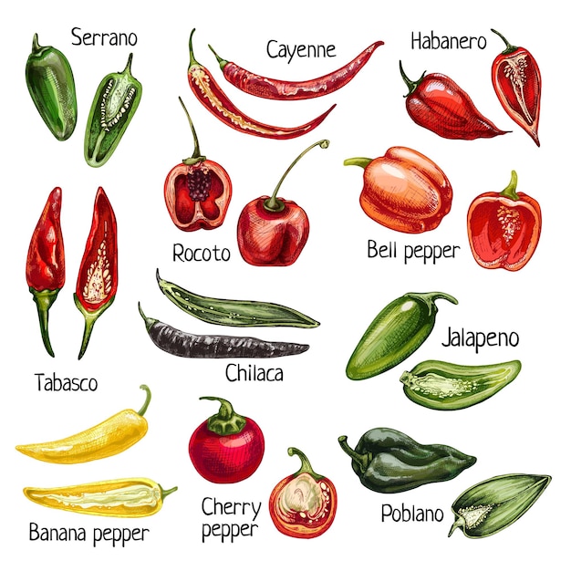 Establecer pimiento entero y medio diferente. Cayena, cereza, chilaca, poblano, rocoto, serrano, tabasco, campana, jalapeño, habanero. Ilustración de color de eclosión vintage vector aislado en blanco