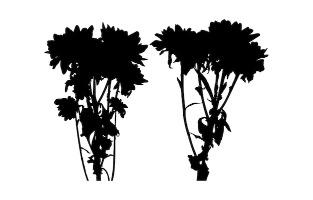Establecer silueta abstracta flor ilustración ramo crisantemo color negro sobre fondo aislado