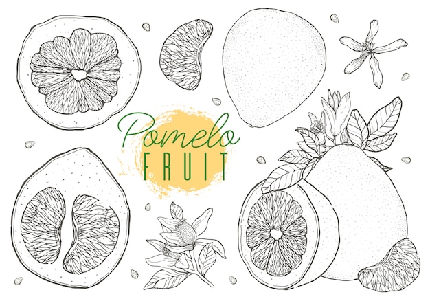 Establecer vector mano dibujada fruta pomelo