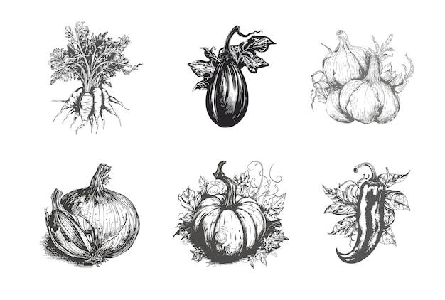 Establecer verduras de granja en blanco y negro Un boceto dibujado a mano resaltado en un fondo blanco Ilustración vectorial