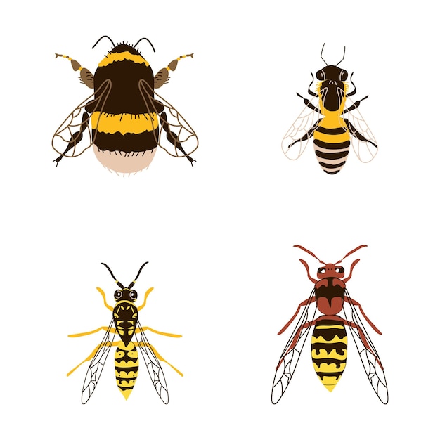 Establecer zumbidos insectos abeja avispa abejorro avispón Vista superior Ilustración dibujada a mano en blanco