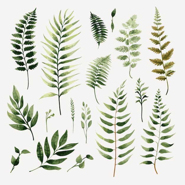 Establezca acuarela de hoja simple para la decoración