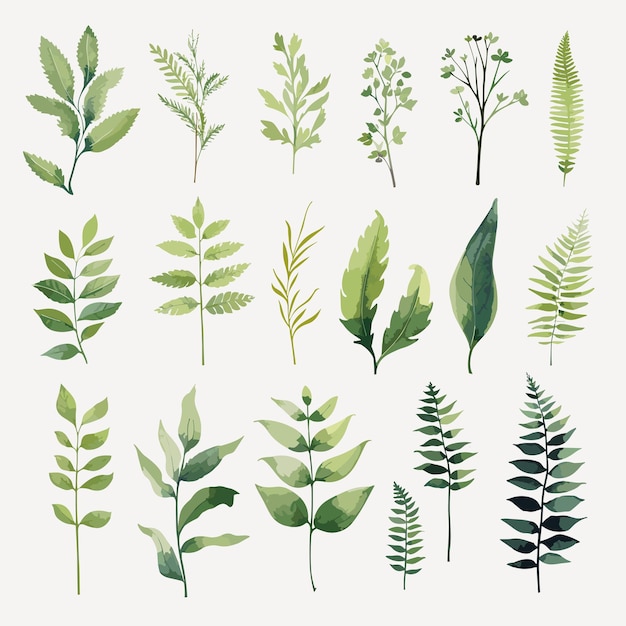 Establezca acuarela de hoja simple para la decoración