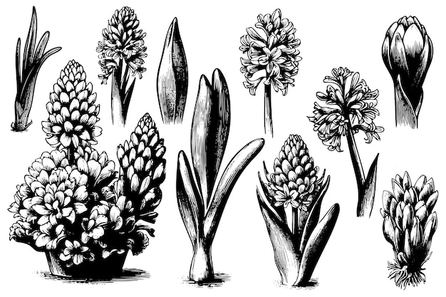 Vector establezca flores de arte de línea dibujadas a mano jacinto de primavera para decoración de pascua fondos de jardín diseño floral