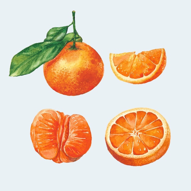 Vector establezca una hermosa ilustración de acuarela de fruta naranja con brotes de ramitas decorativas y hojas verdes