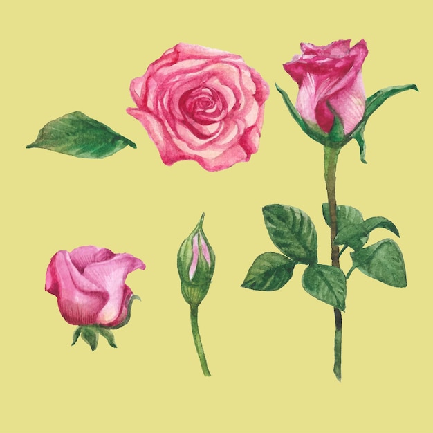 Vector establezca una hermosa ilustración de acuarela de rosa con brotes de ramitas decorativas y hojas verdes