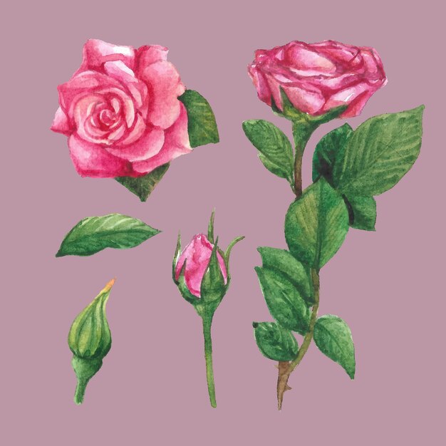 Establezca una hermosa ilustración de acuarela de rosa con brotes de ramitas decorativas y hojas verdes