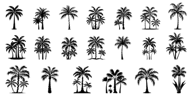 Vector establezca palmeras tropicales con hojas maduras y plantas jóvenes siluetas negras aisladas en ba blanco