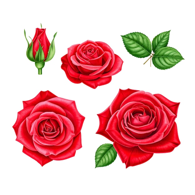 Establezca rosa roja acuarela hermosa flor en un fondo blanco aislado