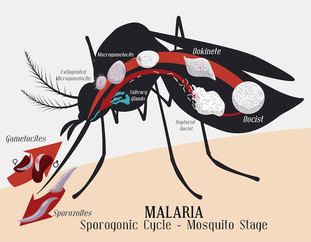 Vector estadio de mosquito hembra del ciclo del plasmodio de la malaria