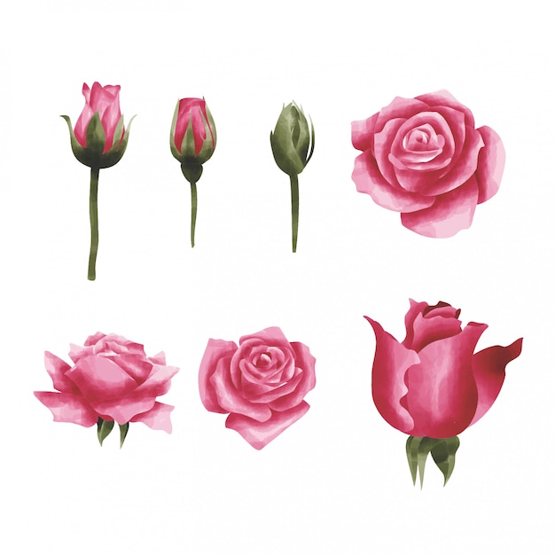 estilo acuarela rosa roja