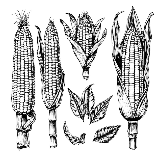 Estilo de boceto dibujado a mano conjunto de vegetales de maíz Corncob con hojas Ilustración vectorial de cereales orgánicos Comida de maíz dulce