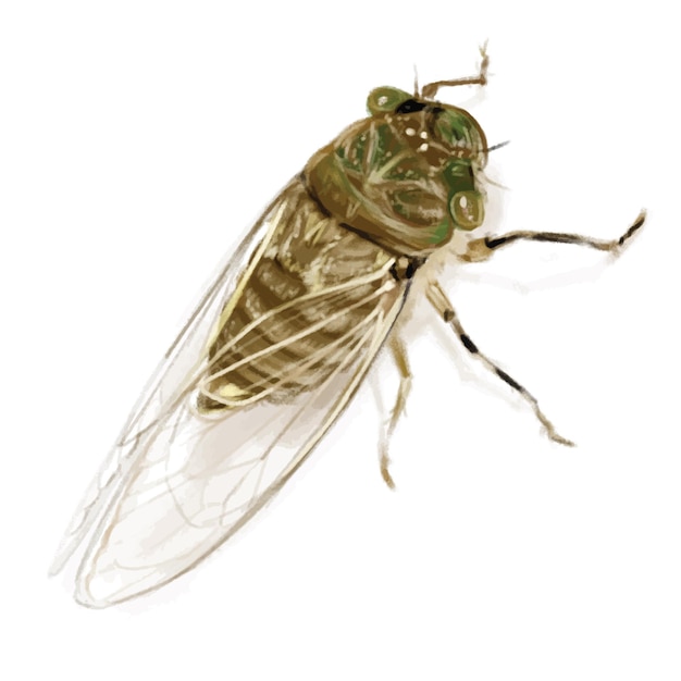 Vector estilo de cicada dibujado a mano