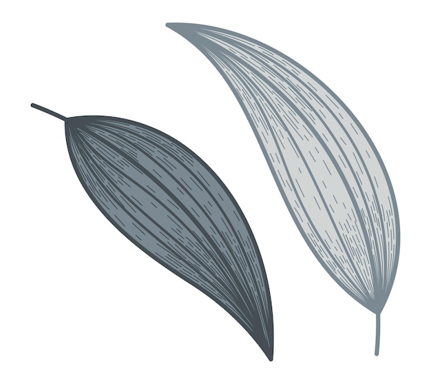 Estilo de dibujo de hoja plana vectorial decorativa aislada