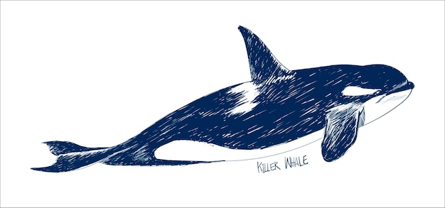 Estilo de dibujo de la ilustración de la ballena asesina