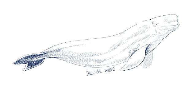 Estilo de dibujo de ilustración de ballena beluga