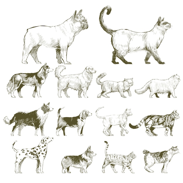 Estilo de dibujo de ilustración de la colección de animales