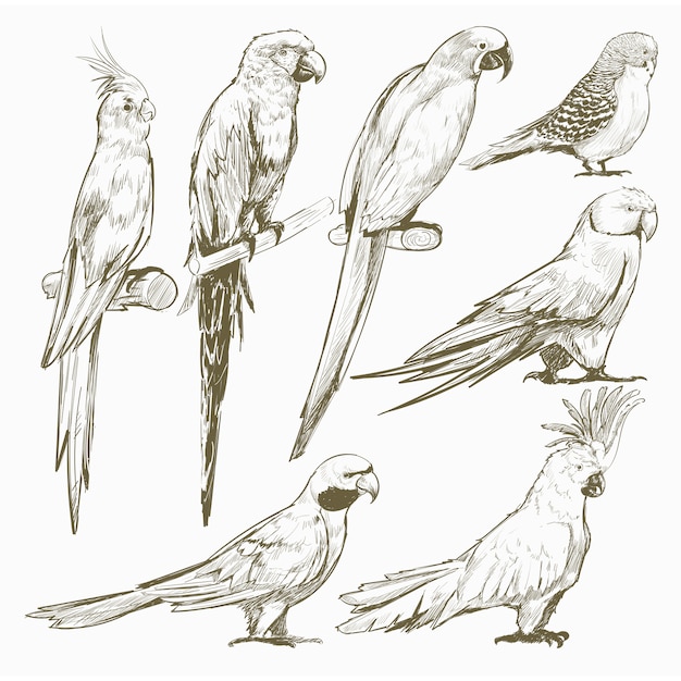 Estilo de dibujo de ilustración de la colección de pájaros loros