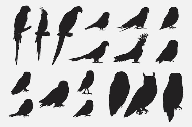 Estilo de dibujo de ilustración de la colección de pájaros loros