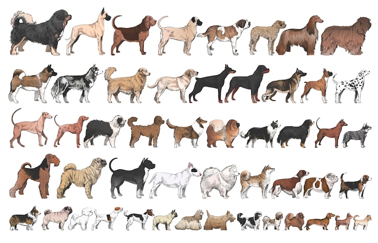 Vector estilo de dibujo de ilustración de la colección de razas de perros
