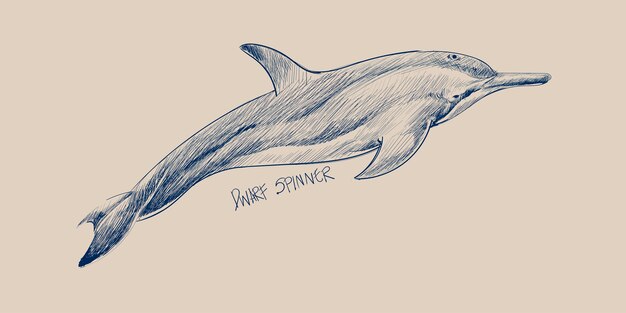 Estilo de dibujo de la ilustración del delfín enano spinner