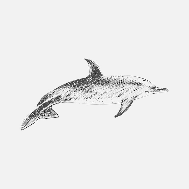 Estilo de dibujo de ilustración del delfín punteado atlántico
