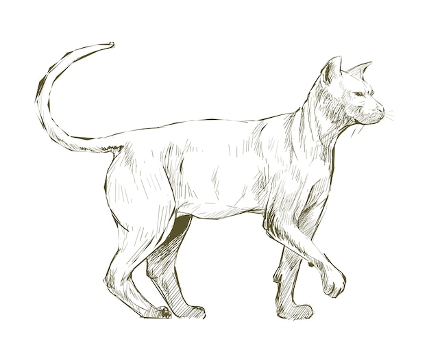 Vector estilo de dibujo de ilustración de gato