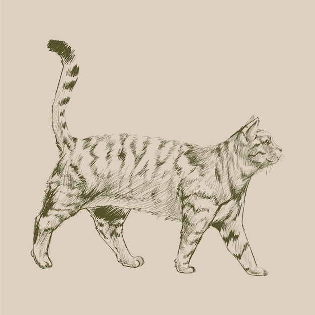 Estilo de dibujo de ilustración de gato