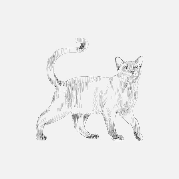 Estilo de dibujo de ilustración de gato