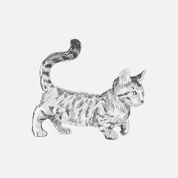 Estilo de dibujo de ilustración de gato