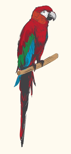 Estilo de dibujo de ilustración de loro