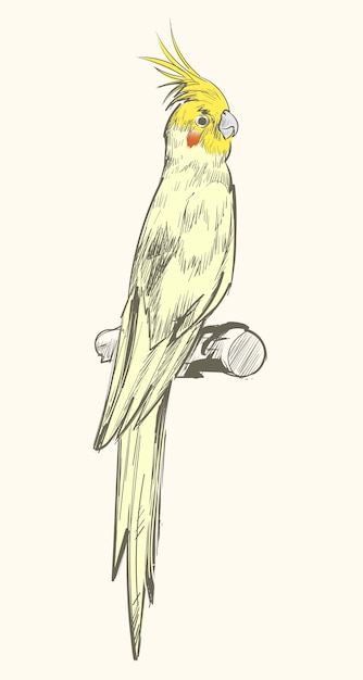 Estilo de dibujo de ilustración de loro