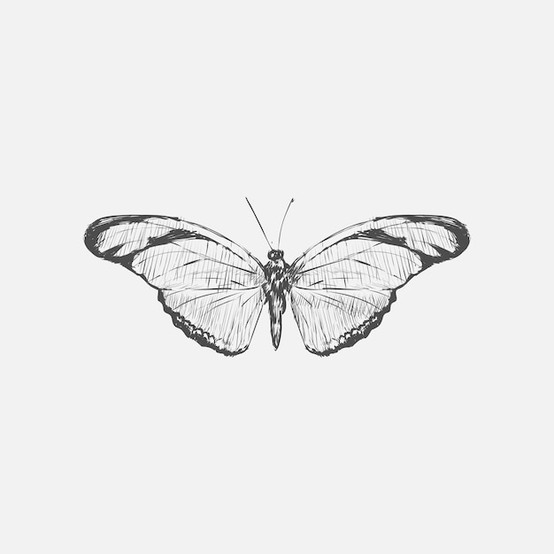 Estilo de dibujo de ilustración de mariposa