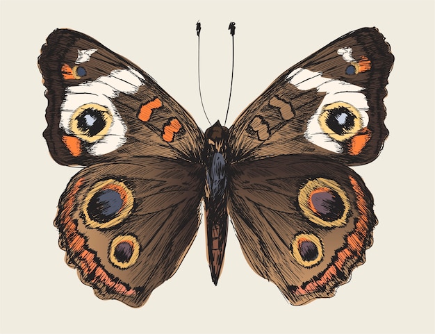 Estilo de dibujo de ilustración de mariposa