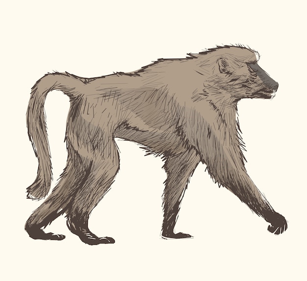 Estilo de dibujo de ilustración del mono