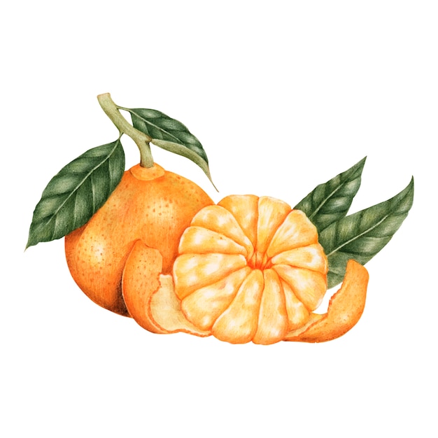 Estilo de dibujo de ilustración de naranja