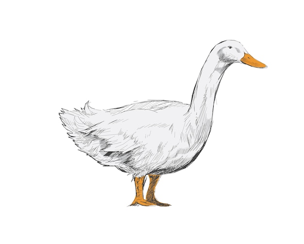 Estilo de dibujo de ilustración de pato